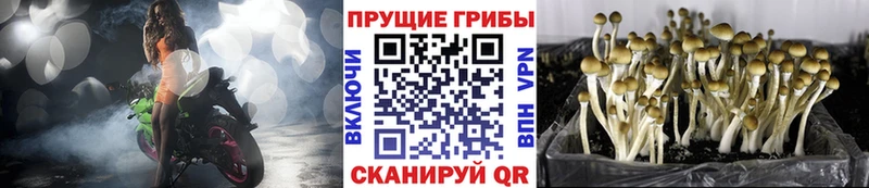 Галлюциногенные грибы Psilocybe  Урай 